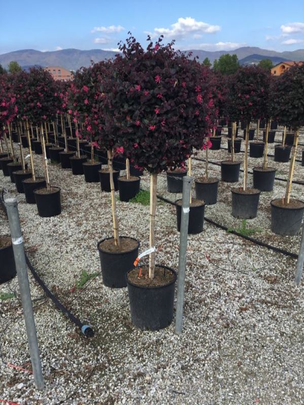 Loropetalum chinense Black Pearl 1.50 - 1.70 m  Loropetalum chinense Black Pearl"