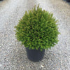 Ball yew 0.30 - 0.40 m Taxus baccata
