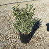 Salba japoneza Bravo" 0.80 - 1.00 m  Euonymus jap."Bravo"