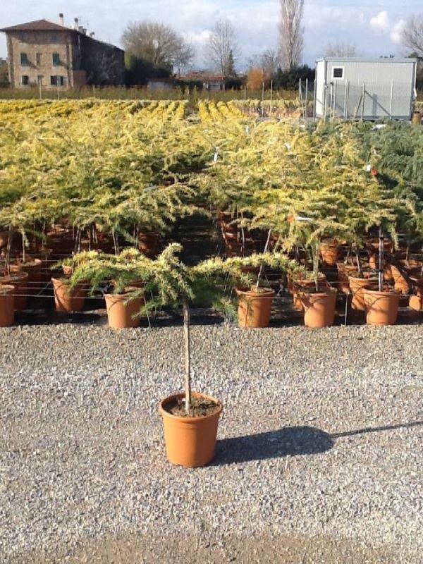 Cedru „Golden Horizon” 0.80 - 1.20 m  Cedrus deodara „Golden Horizon”