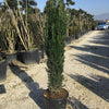 Columnar yew 1.30 - 1.50 m Taxus baccata Fastigiata"