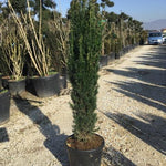 Columnar yew 1.30 - 1.50 m Taxus baccata Fastigiata"