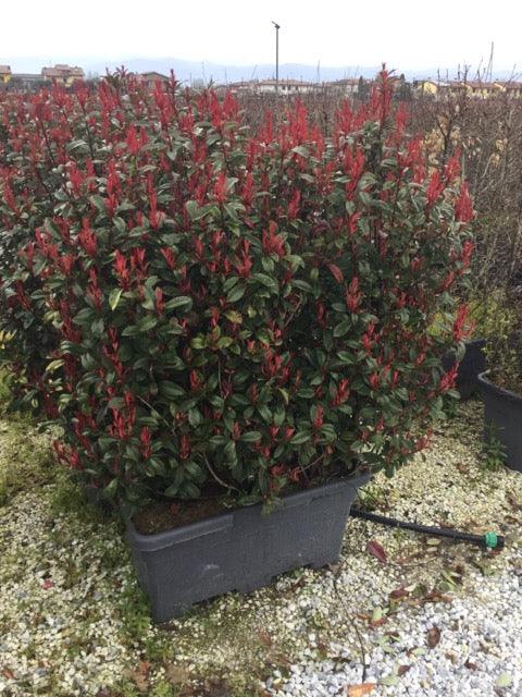 Photinia Carre Rouge" gard viu 0.80 - 1.00 m  Photinia x fraseri "Carre Rouge"