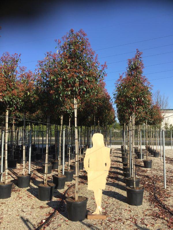 Photinia Red Robin" arbore 3.00 - 3.50 m  Photinia serulata "Red Robin"