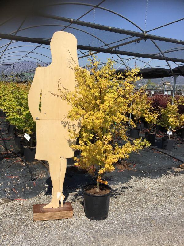 Artar japonez Orange Dream" 1.00 - 1.30 m  Acer palmatum "Orange Dream"