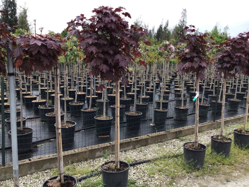 Artar rosu Crimson Sentry" 1.75 - 2.00 m  Acer platanoides "Crimson Sentry"