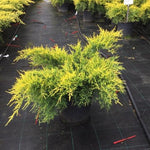 Ienupar varietati 0.60 - 0.80 m  Juniperus sp.