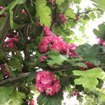 Paducel Paul's Scarlet" 3.50 - 4.50 m  Crataegus laevigata "Paul's Scarlet"