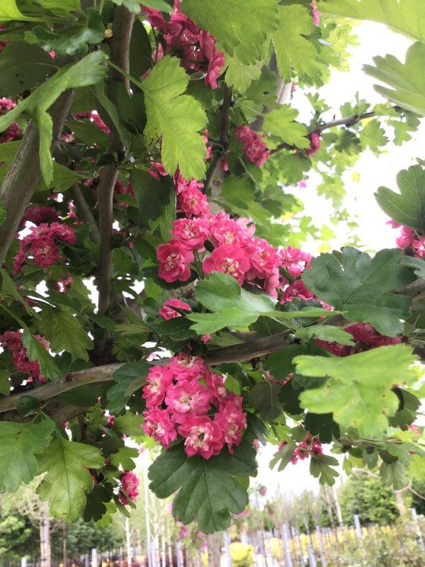 Paducel Paul's Scarlet" 3.50 - 4.50 m  Crataegus laevigata "Paul's Scarlet"