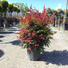 Bambus sfant  Obsessed " 0.40 - 0.60 m  Nandina domestica "Obsessed"