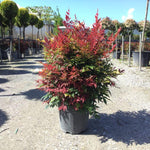 Bambus sfant  Obsessed " 0.40 - 0.60 m  Nandina domestica "Obsessed"