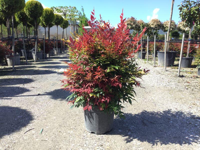 Bambus sfant  Obsessed " 0.40 - 0.60 m  Nandina domestica "Obsessed"