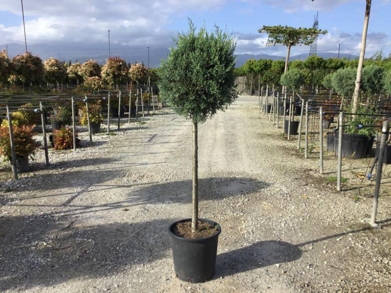 Chiparos de Arizona fastigiat 1.50 - 1.70 m   Cupressus arizonica ‘Fastigiata’