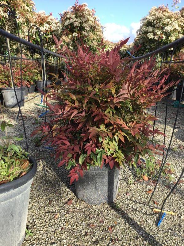 Bambus sfant  Obsessed " 0.40 - 0.60 m  Nandina domestica "Obsessed"