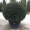 Tisa minge 0.80 m - 1.20 m  Taxus baccata