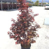 Japanese maple Skeeters Broom" 1.40 - 1.70 m Acer palmatum "Skeeters Broom"