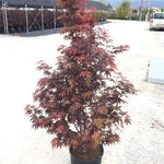 Japanese maple Skeeters Broom" 1.40 - 1.70 m Acer palmatum "Skeeters Broom"