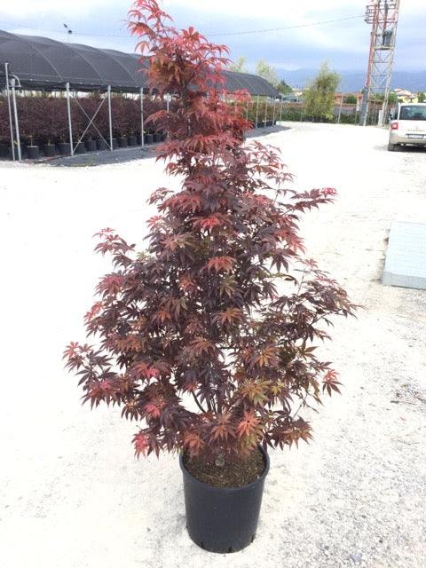 Artar japonez Skeeters Broom" 1.40 - 1.70 m  Acer palmatum "Skeeters Broom"