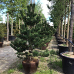 Black pine Oregon Green" 1.70 - 2.00 m Pinus nigra "Oregon Green"