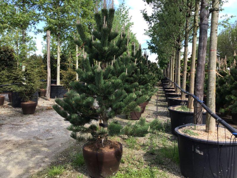 Pin negru Oregon Green" 1.70 - 2.00 m  Pinus nigra "Oregon Green"