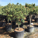 Pin strob Nana" 1.00 - 1.50 m  Pinus strobus "Nana"