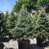 Molid argintiu Fat Albert" 1.70 - 1.80 m  Picea pungens "Fat Albert"