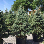 Molid argintiu Fat Albert" 1.70 - 1.80 m  Picea pungens "Fat Albert"