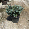 Globular silver spruce 0.40 m - 0.60 m Picea pungens Glauca Globosa"