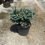 Globular silver spruce 0.40 m - 0.60 m Picea pungens Glauca Globosa"