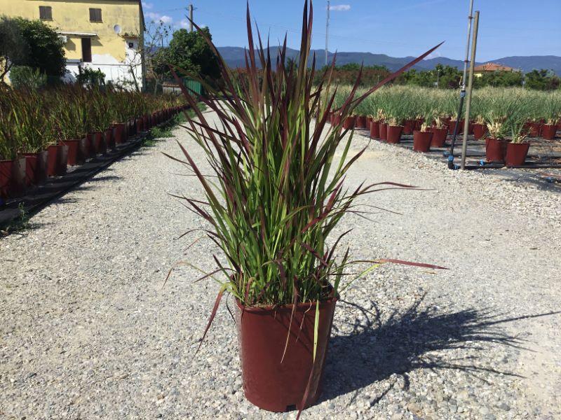 Imperata Red Baron"  0.30 - 0.40 m  Imperata cylindrica "Red Baron"