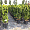 Tisa aurie columnara 1.00 - 1.20 m  Taxus baccata Fastigiata Aurea"
