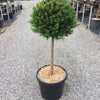 Tisa  1.50 - 1.70 m  Taxus baccata