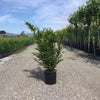 Tisa 1.30 - 1.40 m  Taxus baccata