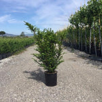 Tisa 1.30 - 1.40 m  Taxus baccata
