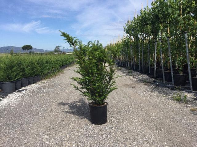 Tisa 1.30 - 1.40 m  Taxus baccata