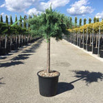 Juniper of Virginia Gray Owl" 1.20 - 1.40 m Juniperus virginiana "Grey Owl"