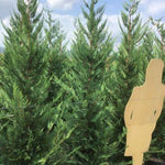 Chiparos leylandii 2.20 - 2.40 m  x Cupressocyparis leylandii