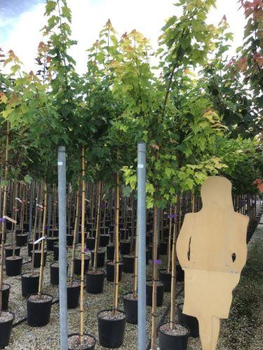 Artar rosu „Armstrong” 2.50 - 3.50 m  Acer rubrum „Armstrong”