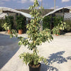 Variegata white hornbeam" 1.00 - 1.20 m Cornus controversa "Variegata"