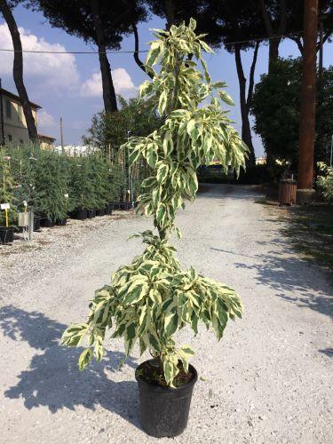 Corn alb Variegata" 1.00 - 1.20 m Cornus controversa "Variegata"