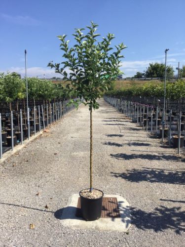 Mar Golden Delicious" 1.80 - 2.30 m  Malus domestica „Golden Delicious”