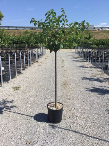 Cais Peche de Nancy" 1.80 - 2.30 m  Prunus armeniaca "Peche de Nancy"