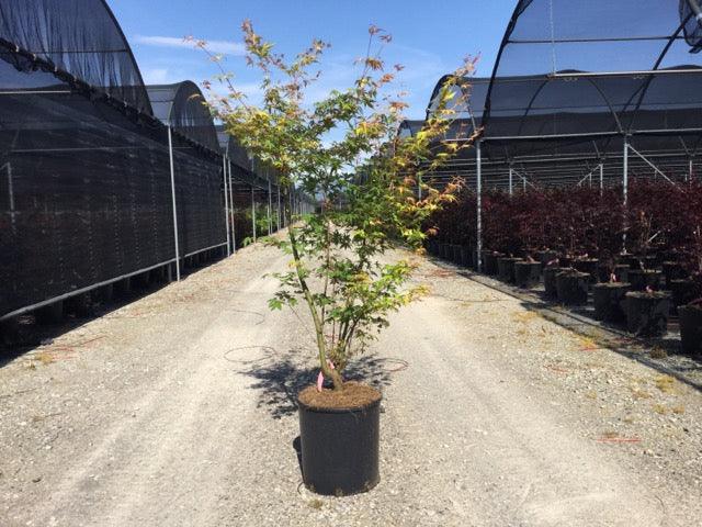 Artar japonez Katsura" 1.20 - 1.40 m  Acer palmatum "Katsura"