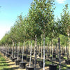 Mesteacan Doorenbos" 3.00 - 4.00 m  Betula utilis "Doorenbos "
