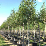 Mesteacan Doorenbos" 3.00 - 4.00 m  Betula utilis "Doorenbos "