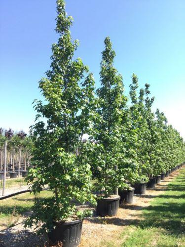 Arborele de guma multitulpinal 3.00 - 4.00 m  Liquidambar styraciflua