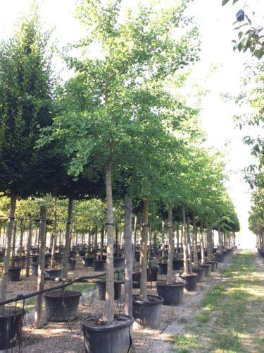 Arborele pagodelor 4.00 - 5.00 m  Ginko biloba