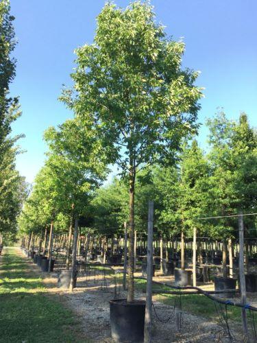 Frasin Autumn Purple" 2.00 - 2.50 m  Fraxinus americana "Autumn Purple"