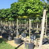 Stejar de balta Green Dwarf" 2.00 - 2.50 m  Quercus palustris "Green Dwarf"
