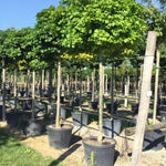 Stejar de balta Green Dwarf" 2.00 - 2.50 m  Quercus palustris "Green Dwarf"
